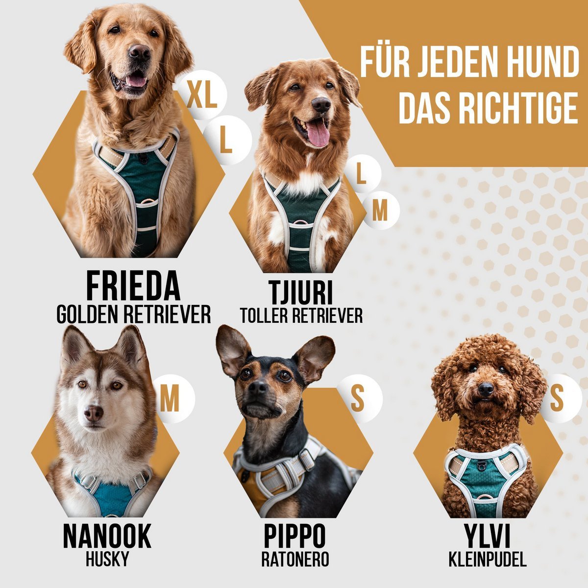 Hundegeschirr + Leine Set "Rocket"