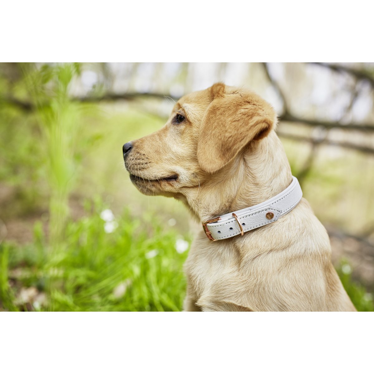 AMICI Hundehalsband Light Grey