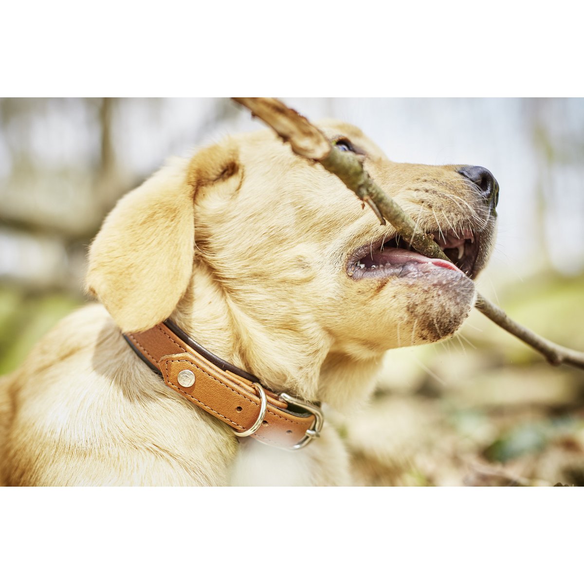 AMICI Dog Collar Cognac