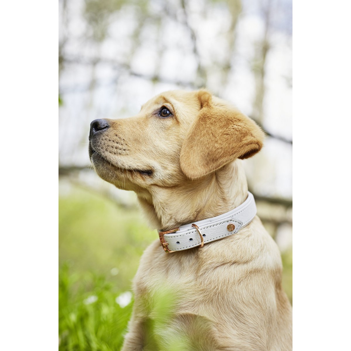 AMICI Hundehalsband Light Grey