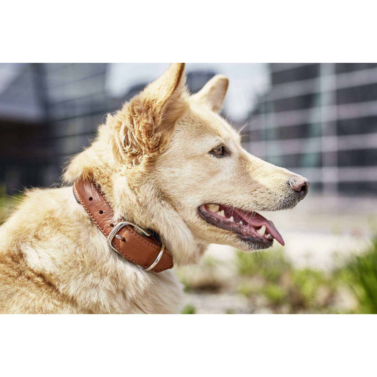 AMICI Hundehalsband Cognac