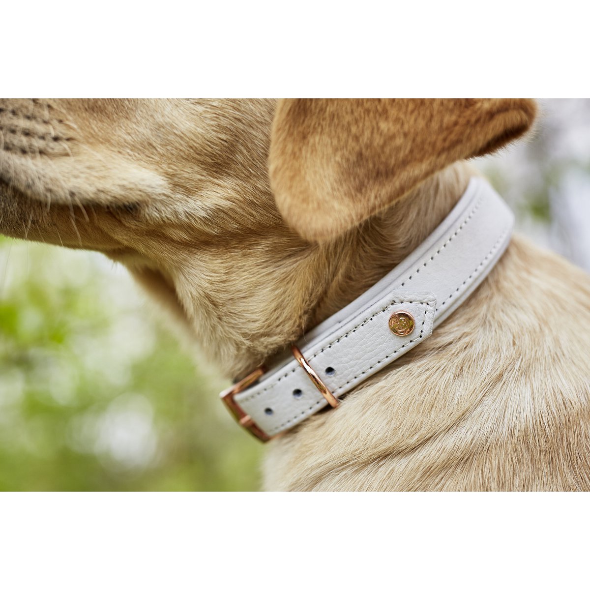 AMICI Hundehalsband Light Grey