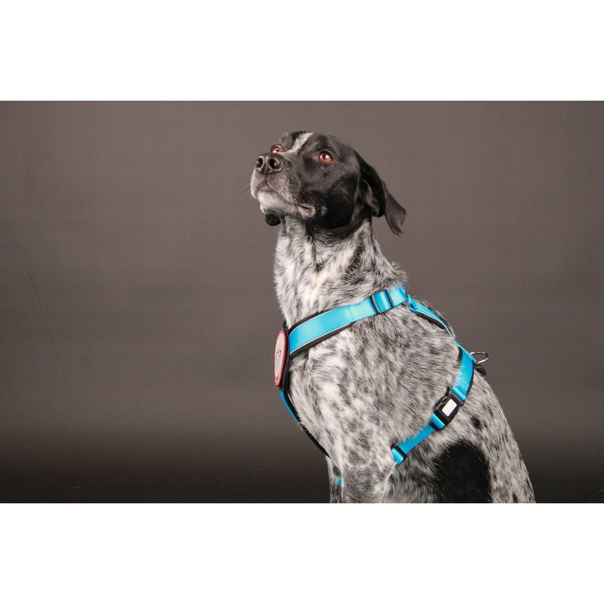 Chest harness - Patch&amp;Style - Azure-Black