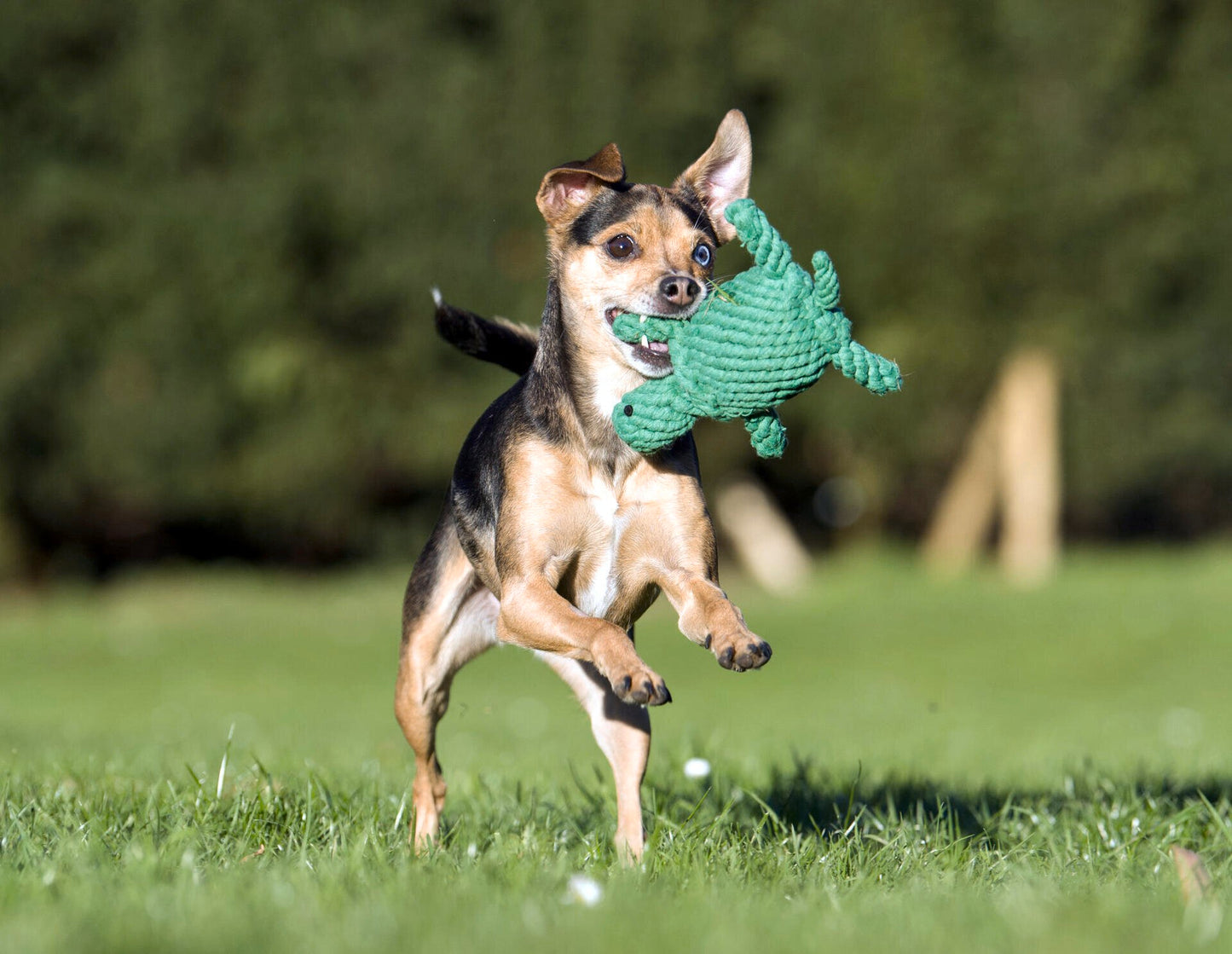 "Tina Turtle" chew toy