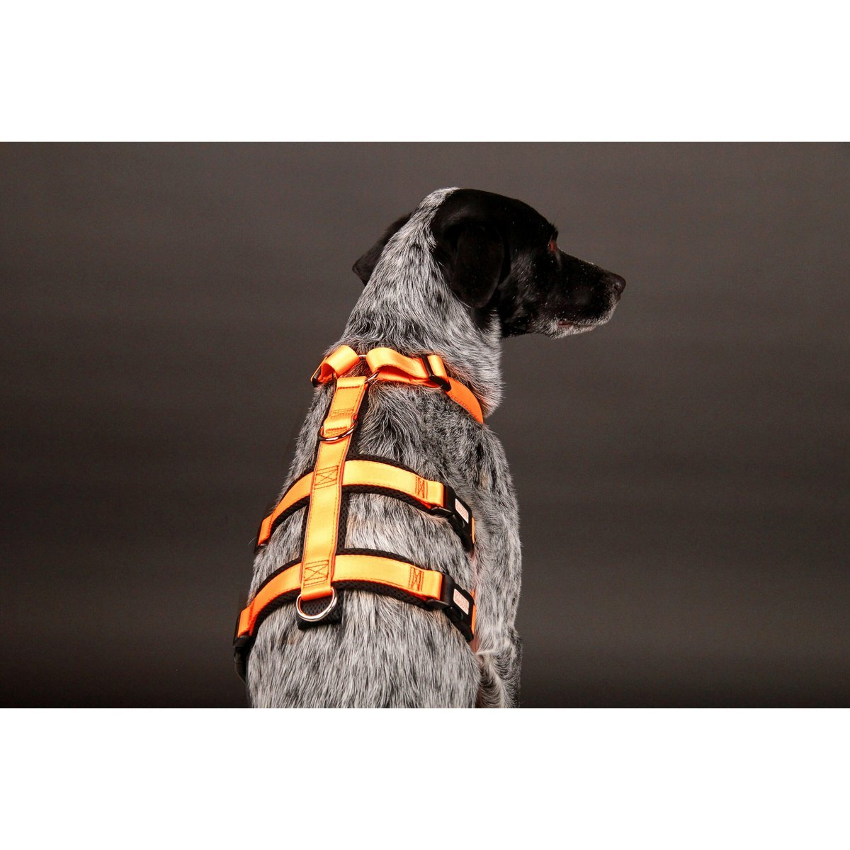 Safety harness - Patch&amp;Safe - Neon-Orange-Black