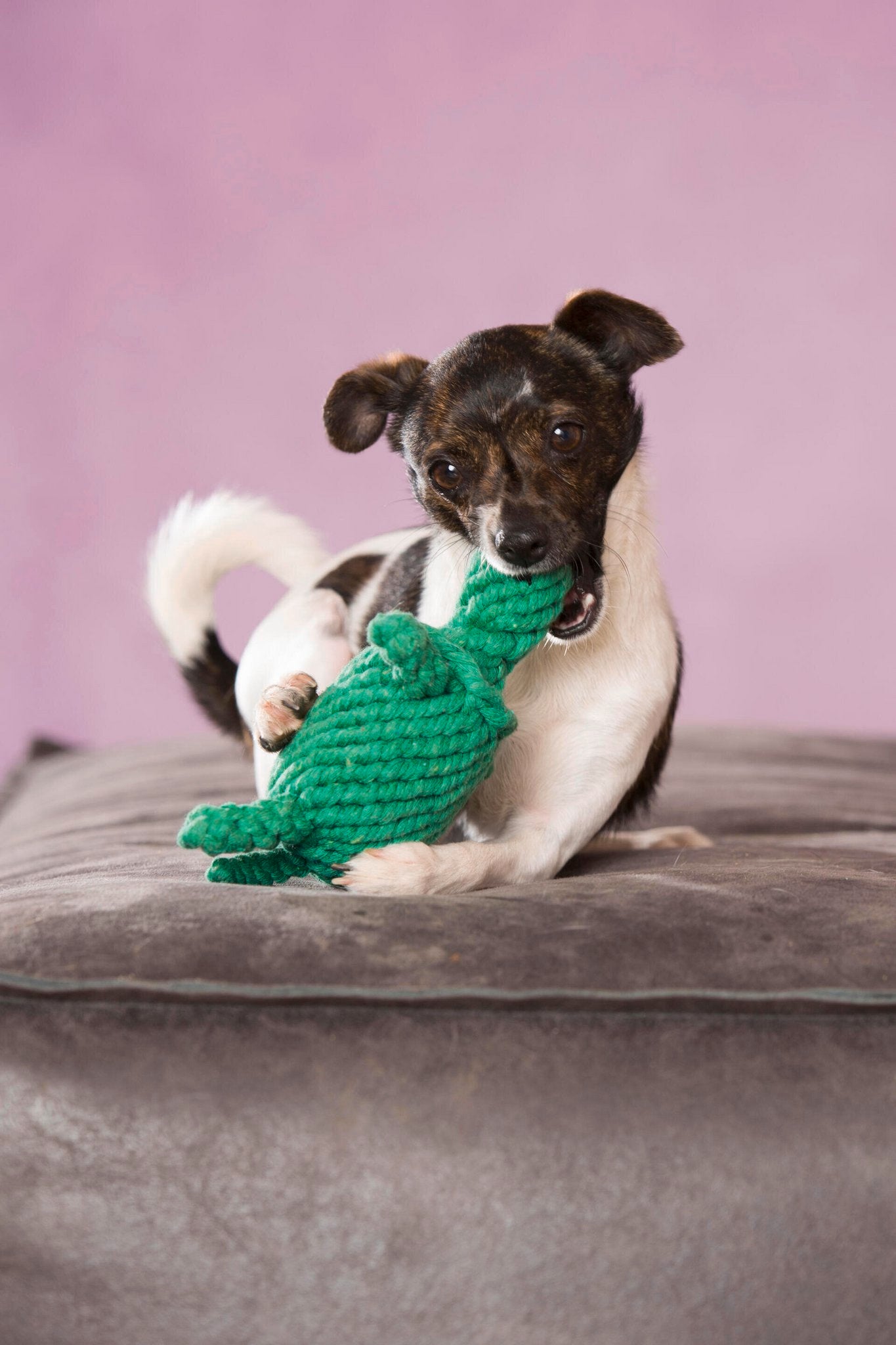 "Tina Turtle" chew toy