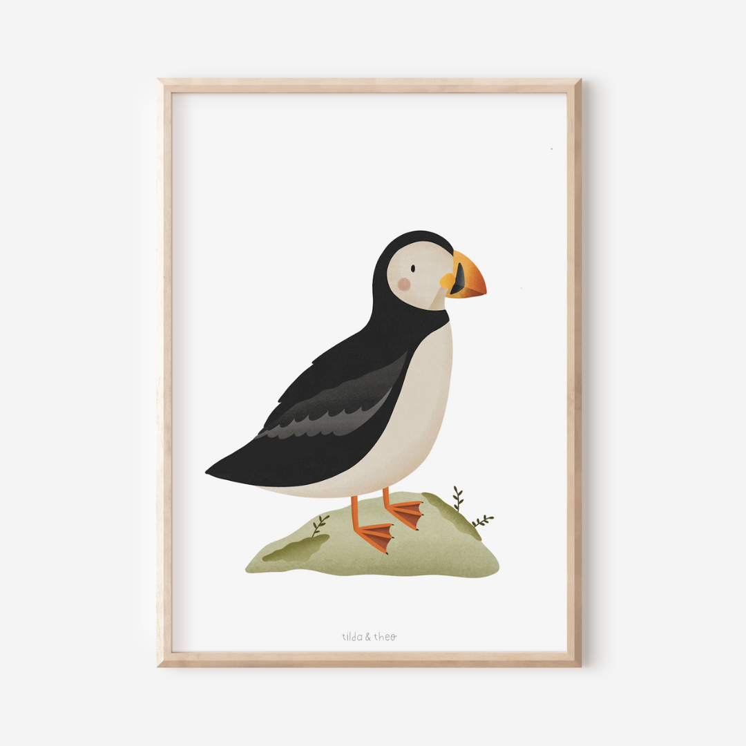 Poster Puffin / Papageientaucher - Island